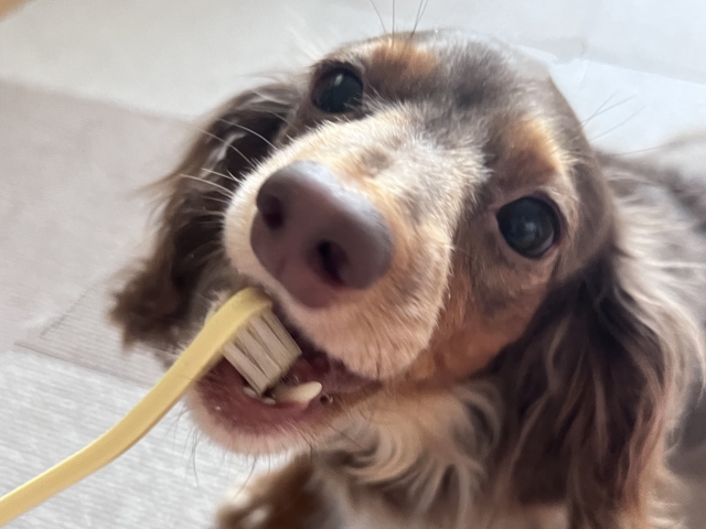 愛犬の健康維持に！歯磨きコスパ最強！